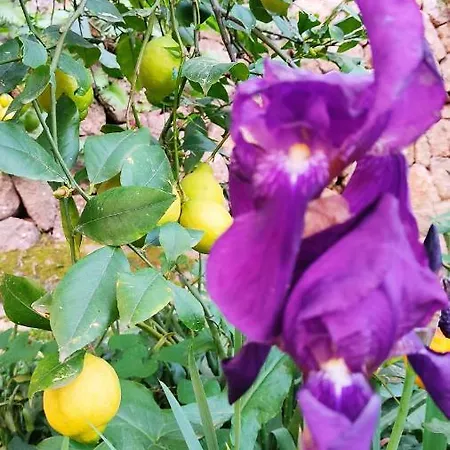 Ca Na Menga Soller